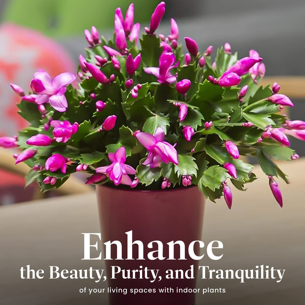 American Plant Exchange Christmas cactus on a kitchen counter adding festive color and warmth