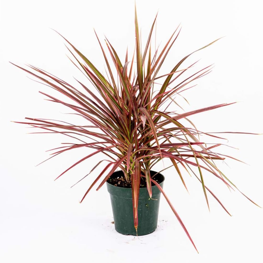 American Plant Exchange Colorama front view showing vibrant foliage and compact pot, brightening small spaces