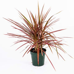 American Plant Exchange Colorama front view showing vibrant foliage and compact pot, brightening small spaces