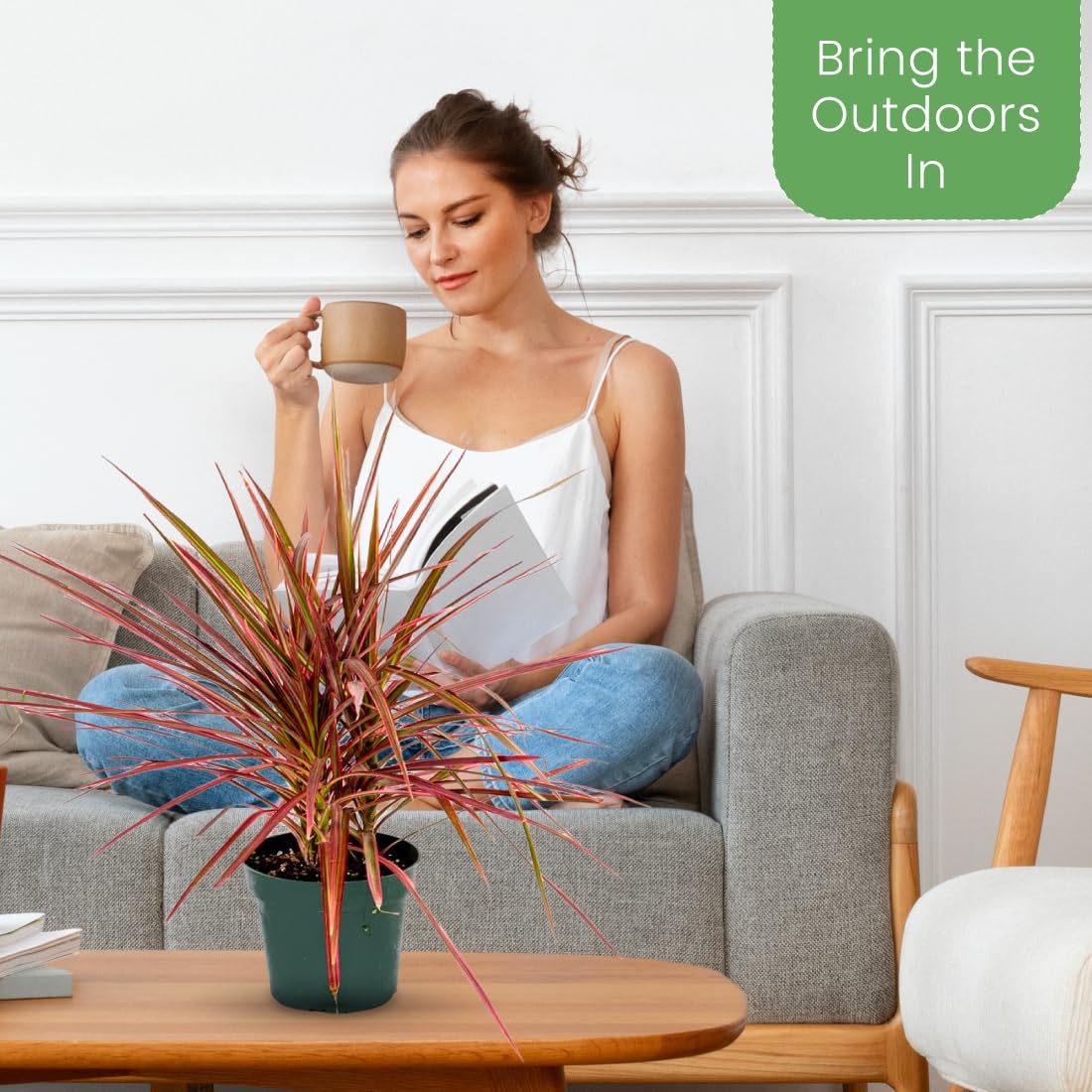 American Plant Exchange Colorama in a living room corner illustrating decor impact and space-saving appeal