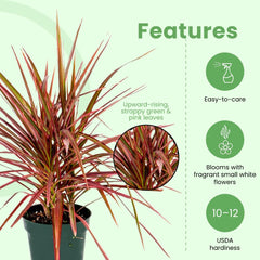 American Plant Exchange Colorama styled on a desk, adding color and architectural interest to workspaces