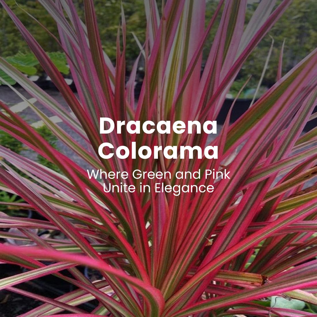 American Plant Exchange Colorama pot and soil detail showing drainage and ready-to-display planting advantage