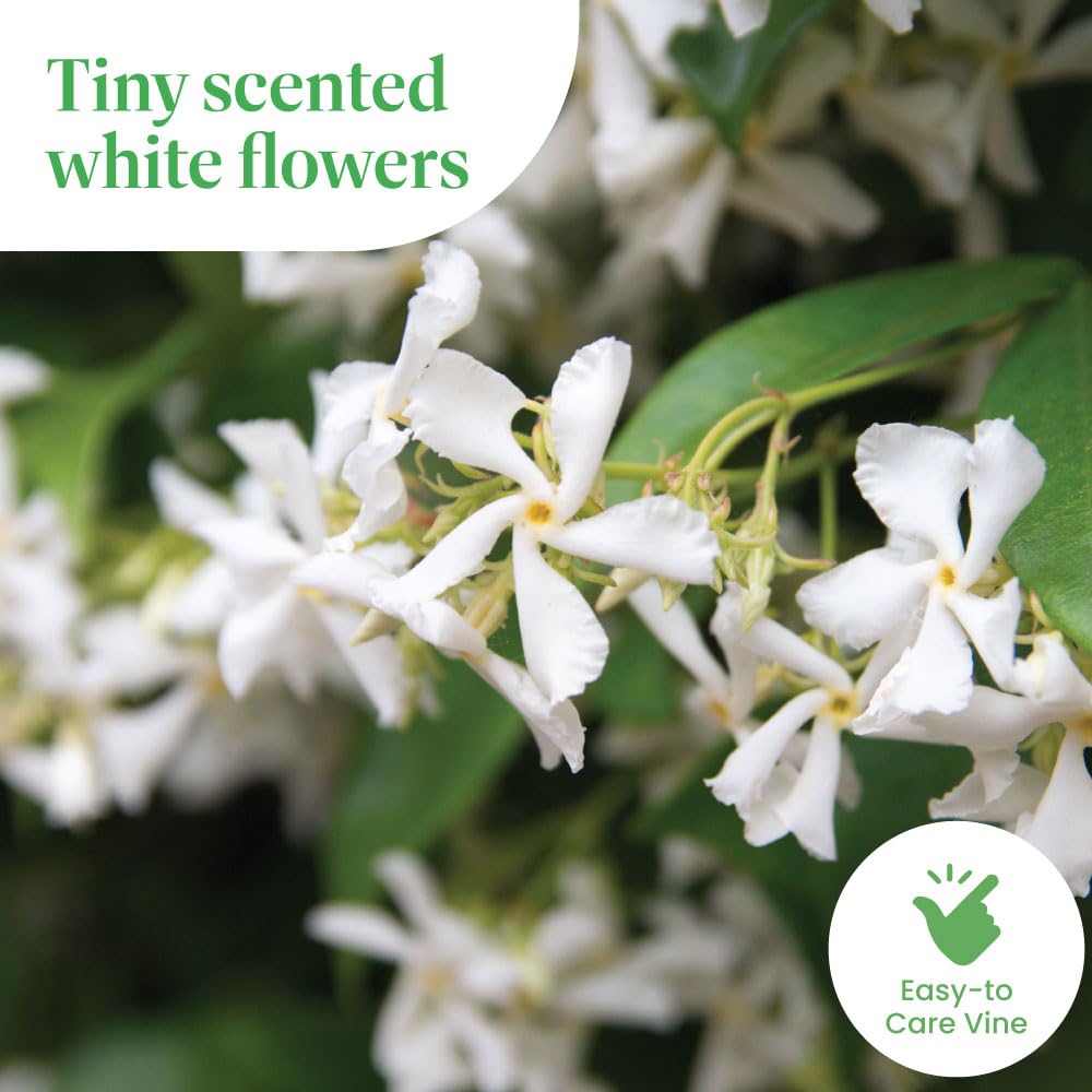 American Plant Exchange detail of small white star jasmine blooms demonstrating fragrant spring flowers