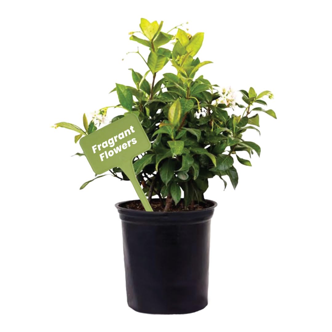 American Plant Exchange Confederate Jasmine front view showing healthy foliage and compact pot, enhances décor