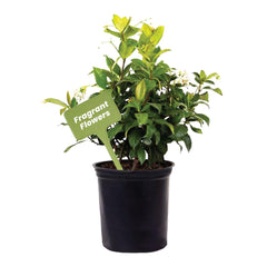American Plant Exchange Confederate Jasmine front view showing healthy foliage and compact pot, enhances décor