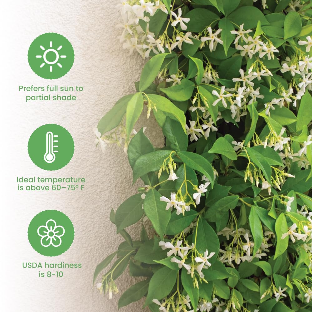 American Plant Exchange potted Confederate Jasmine in a decorative container illustrating easy patio styling