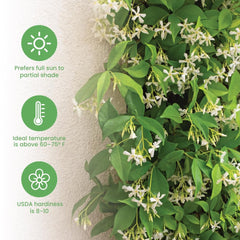 American Plant Exchange potted Confederate Jasmine in a decorative container illustrating easy patio styling