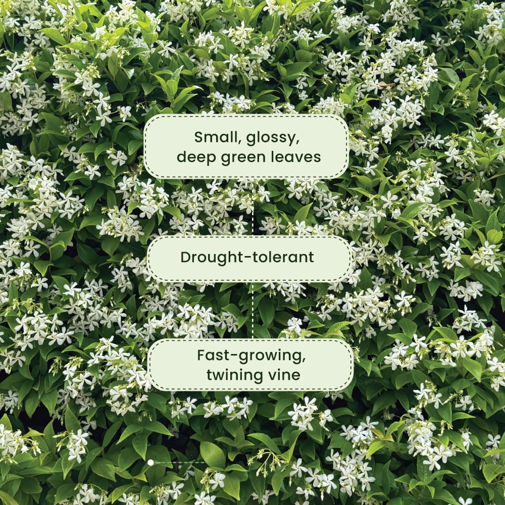 American Plant Exchange vine trained on a wooden trellis showing how it climbs and perfumes outdoor spaces