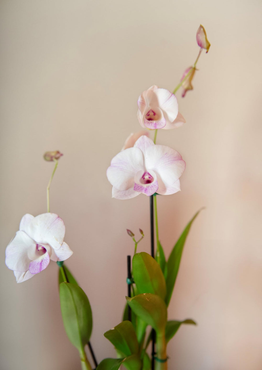 American Plant Exchange dendrobium leaf texture demonstrating healthy foliage benefit