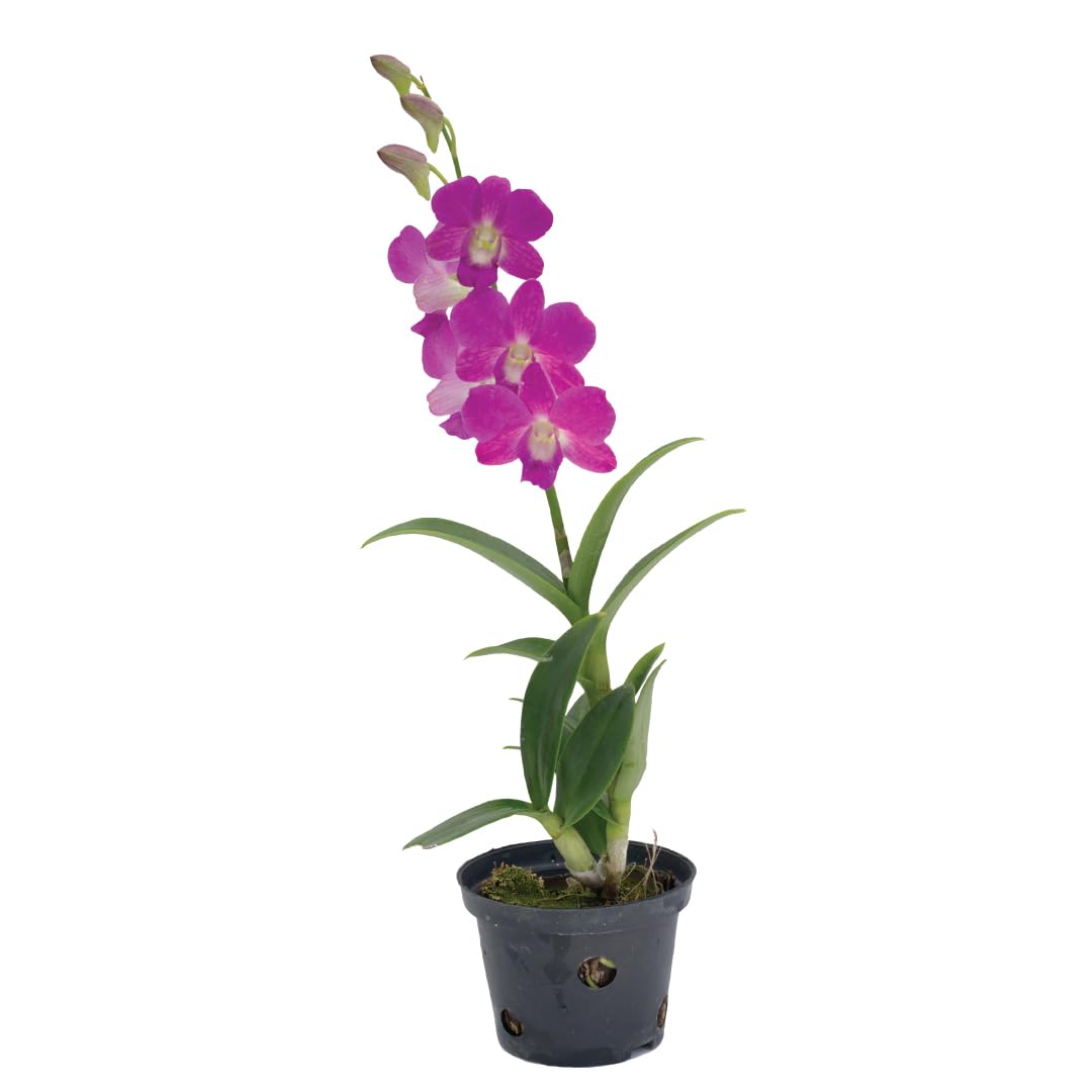 American Plant Exchange dendrobium front view showing full bloom and elegant stems