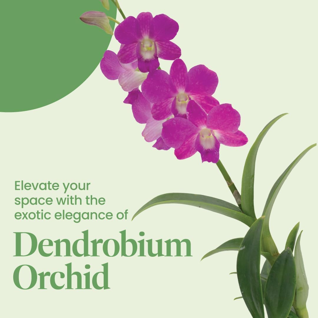 American Plant Exchange dendrobium in gift-ready packaging for easy presentable gifting