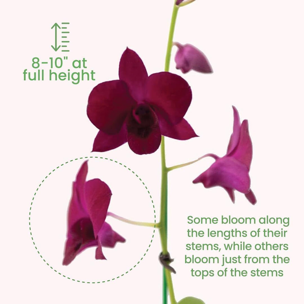 American Plant Exchange dendrobium on a bright windowsill creating a calming workspace