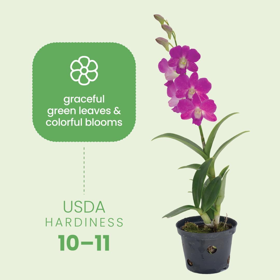 American Plant Exchange dendrobium pot and root area showing well-draining mix advantage