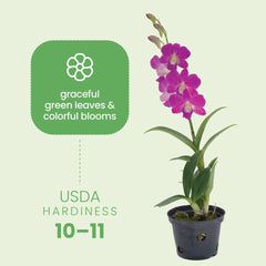 American Plant Exchange dendrobium pot and root area showing well-draining mix advantage
