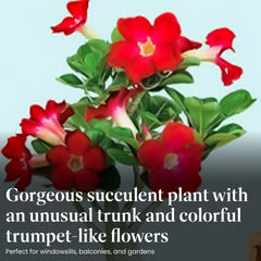 American Plant Exchange Desert Rose trumpet bloom close-up showing bright color benefit