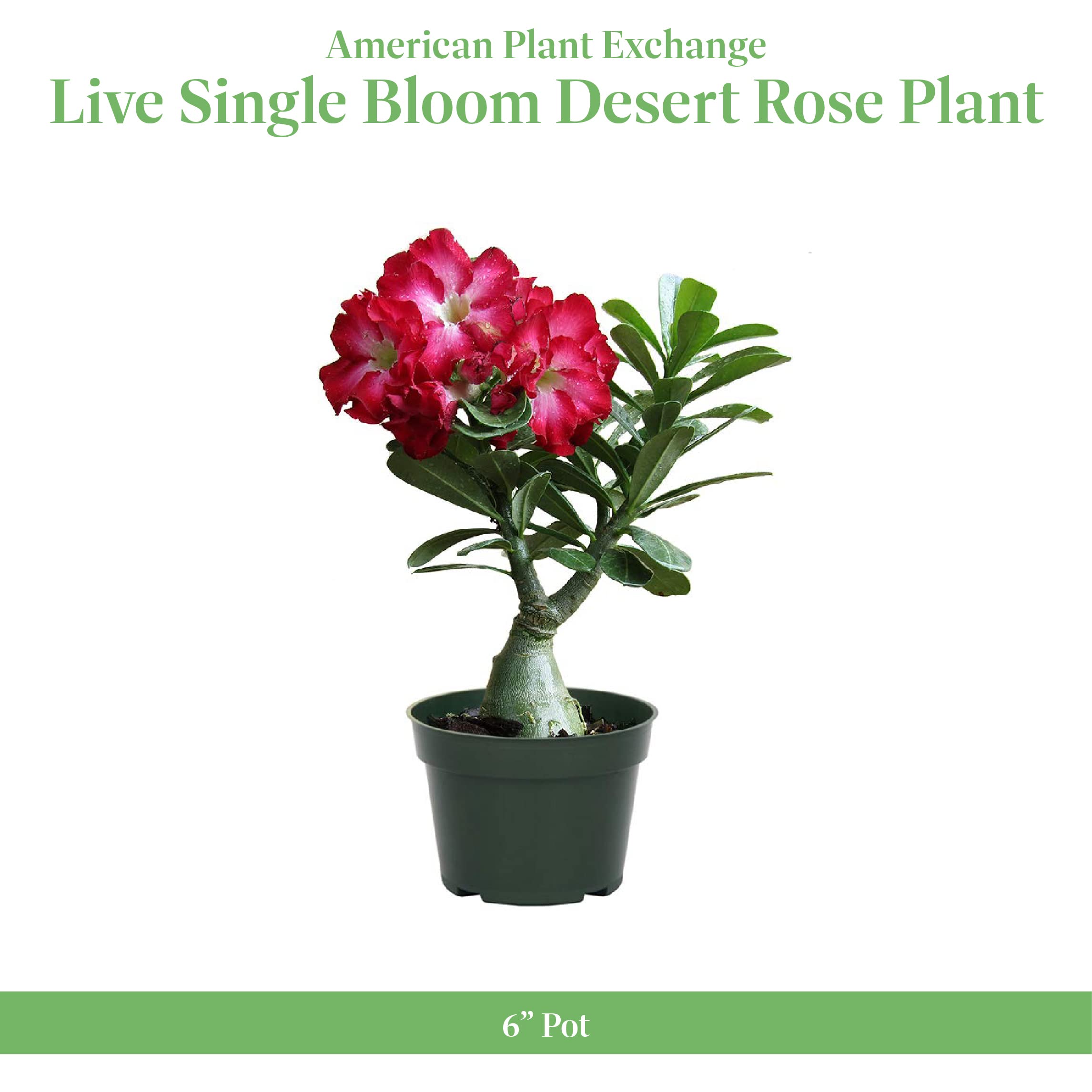 American Plant Exchange Desert Rose thick trunk close-up highlighting drought resilience