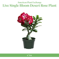 American Plant Exchange Desert Rose thick trunk close-up highlighting drought resilience