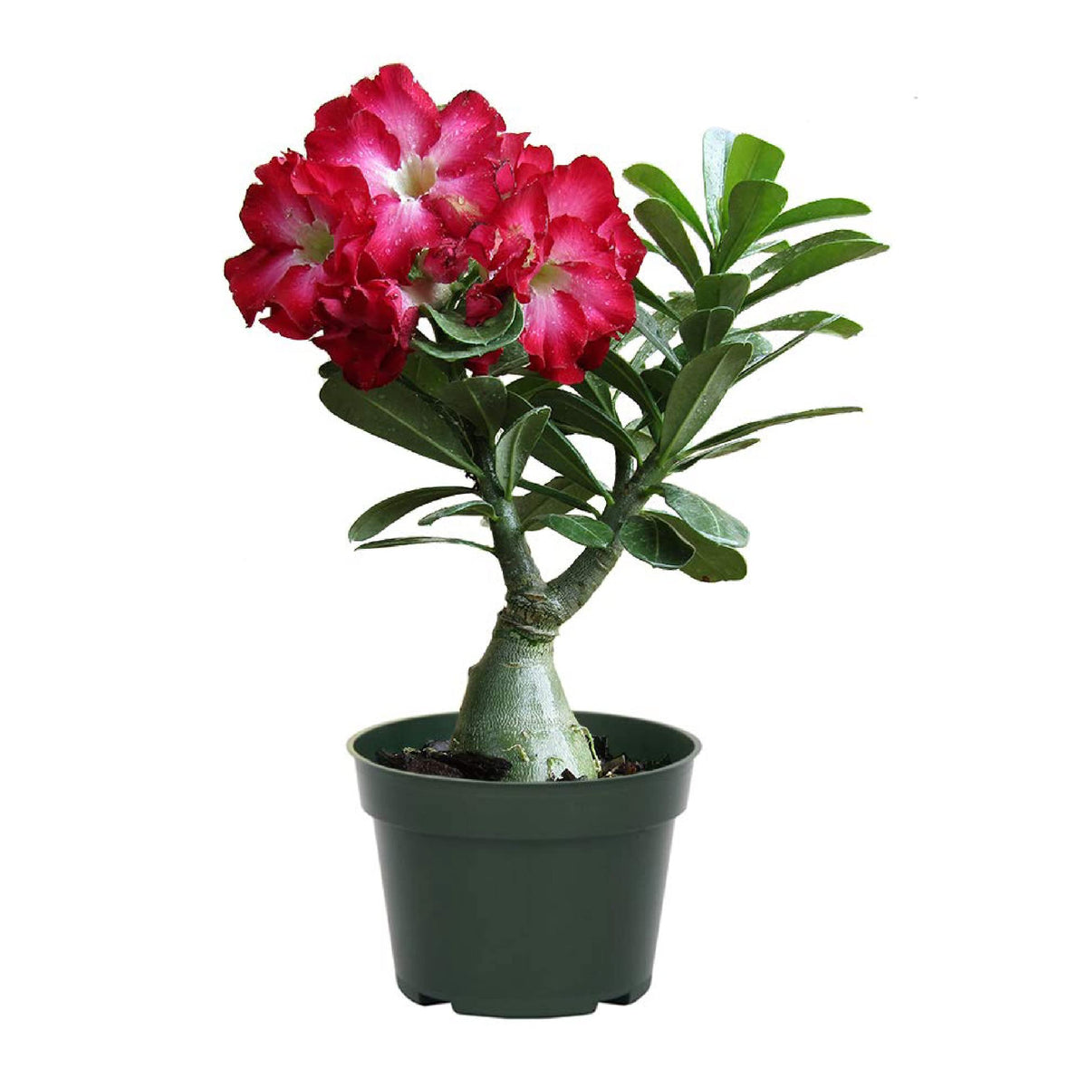 American Plant Exchange Desert Rose front view showing compact flowering form and impact