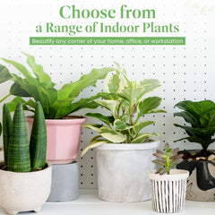 American Plant Exchange Desert Rose in a 6-inch pot for size comparison and placement