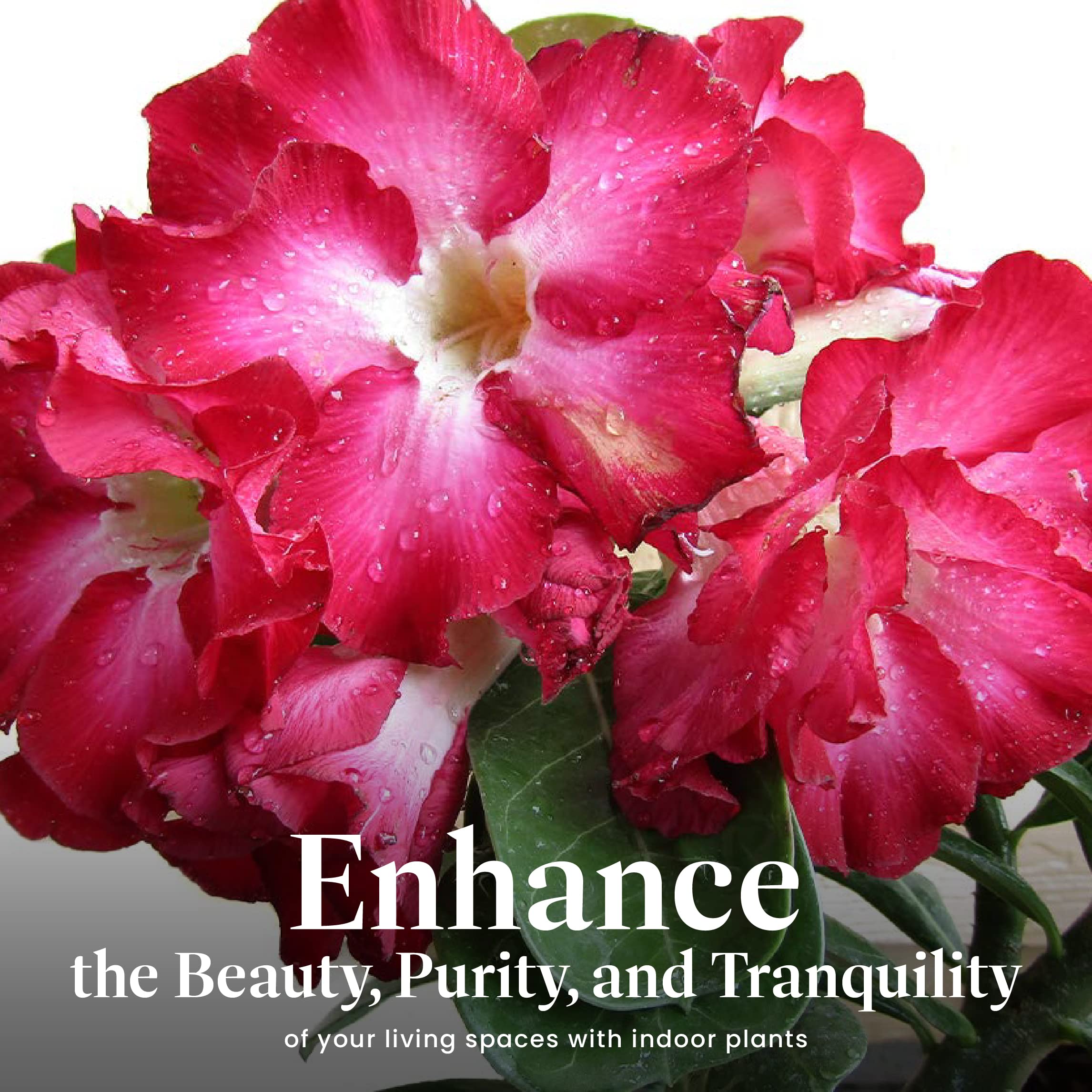 American Plant Exchange Desert Rose on a sunny windowsill offering easy indoor decor