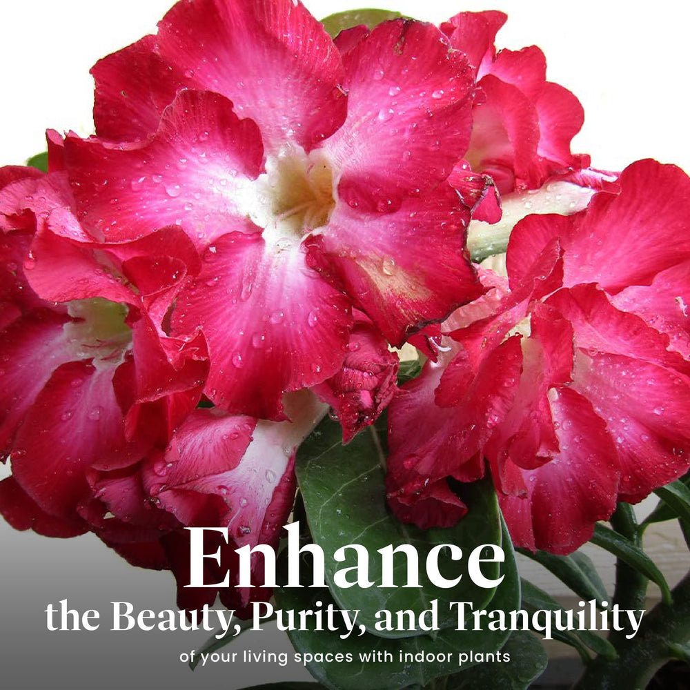 American Plant Exchange Desert Rose on a sunny windowsill offering easy indoor decor