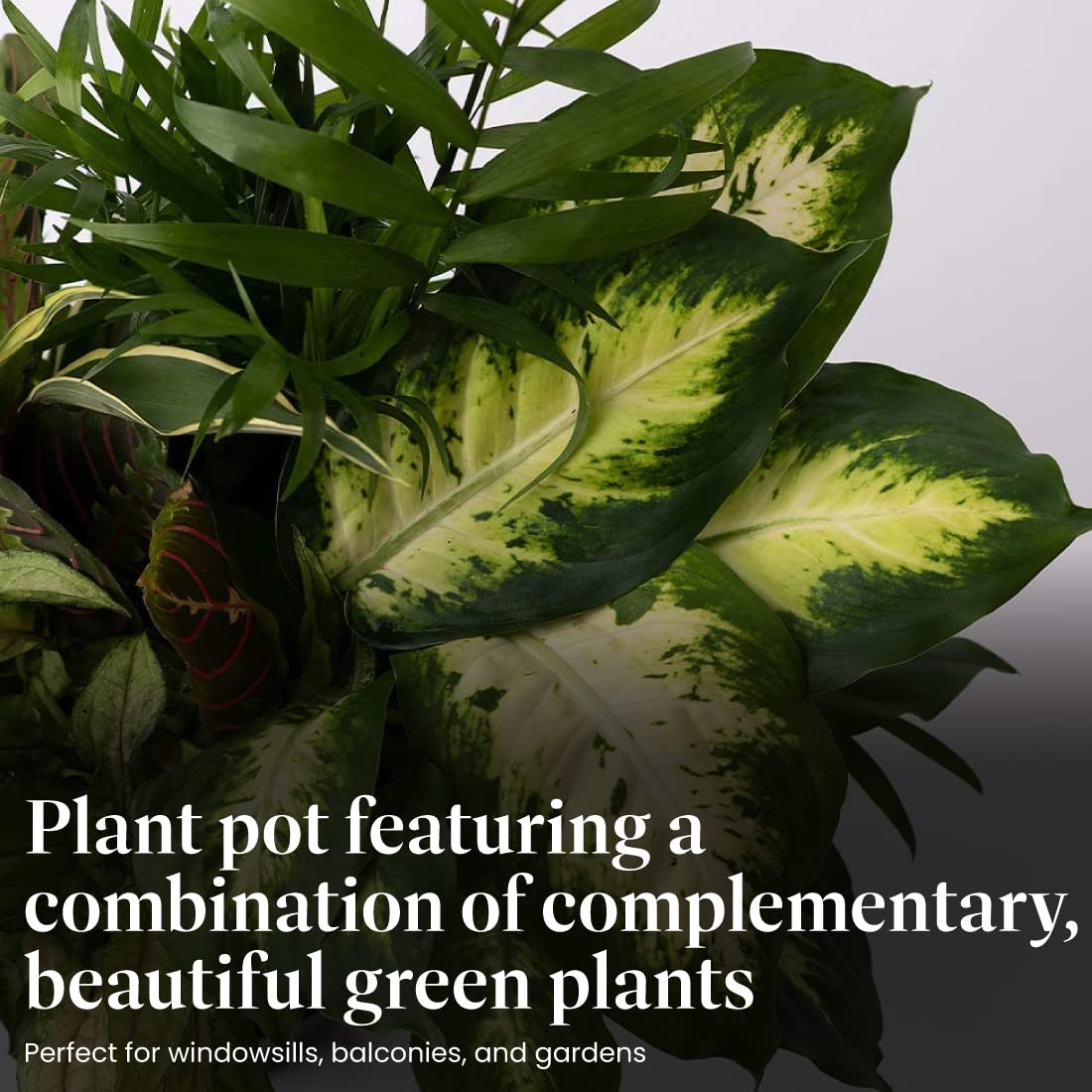 American Plant Exchange close-up of mixed foliage highlighting texture and easy-care benefits