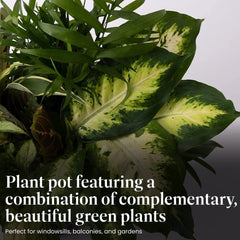 American Plant Exchange close-up of mixed foliage highlighting texture and easy-care benefits