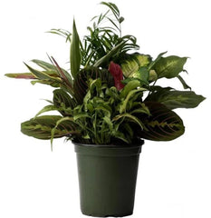 American Plant Exchange front view of 6-inch dish garden showing lush arrangement and curb appeal