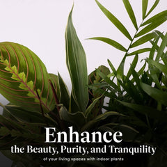 American Plant Exchange dish garden on office desk illustrating compact green decor and calm workspace