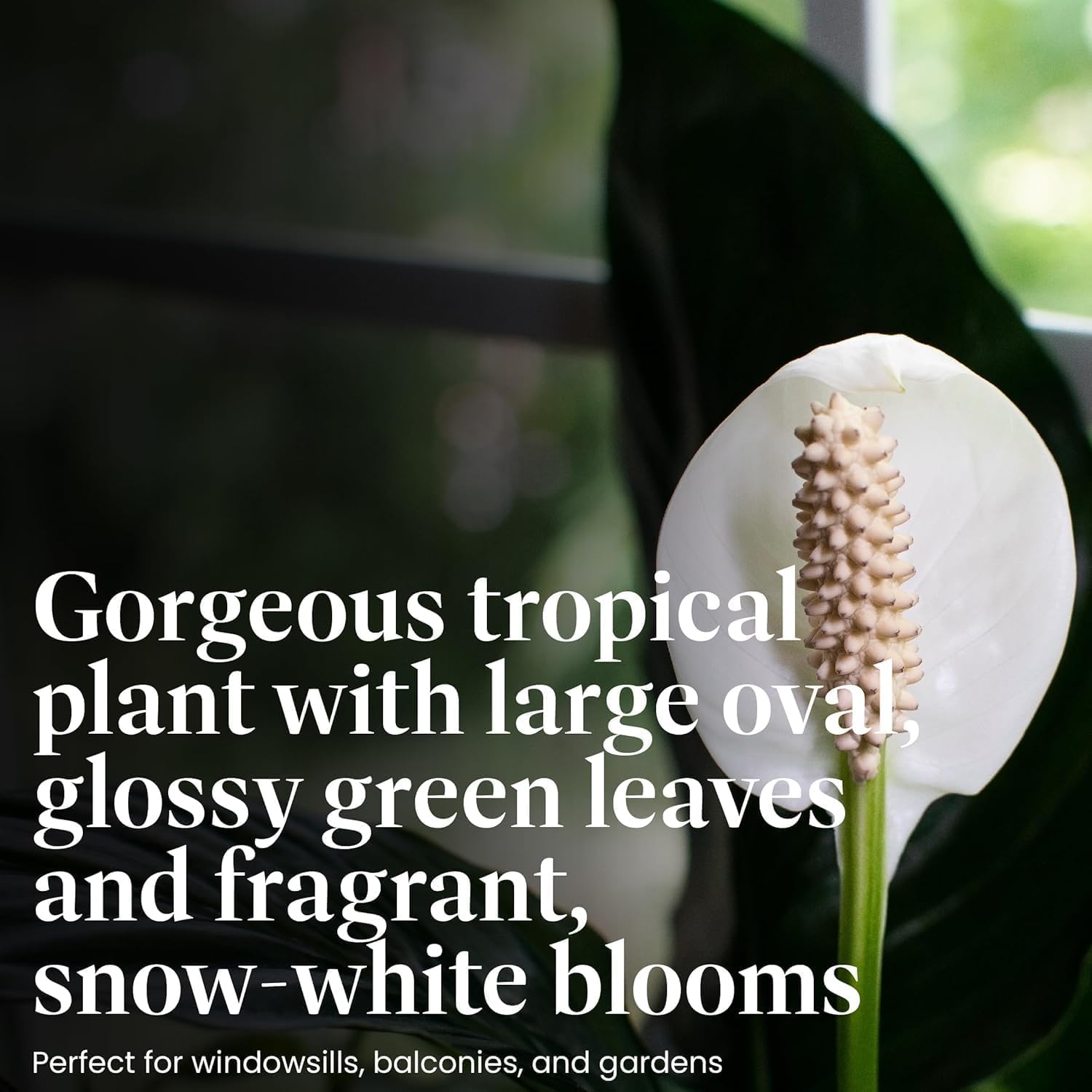 American Plant Exchange Domino close-up of white-flecked leaf surface highlighting texture and attractive variegation