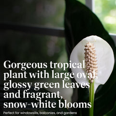 American Plant Exchange Domino close-up of white-flecked leaf surface highlighting texture and attractive variegation