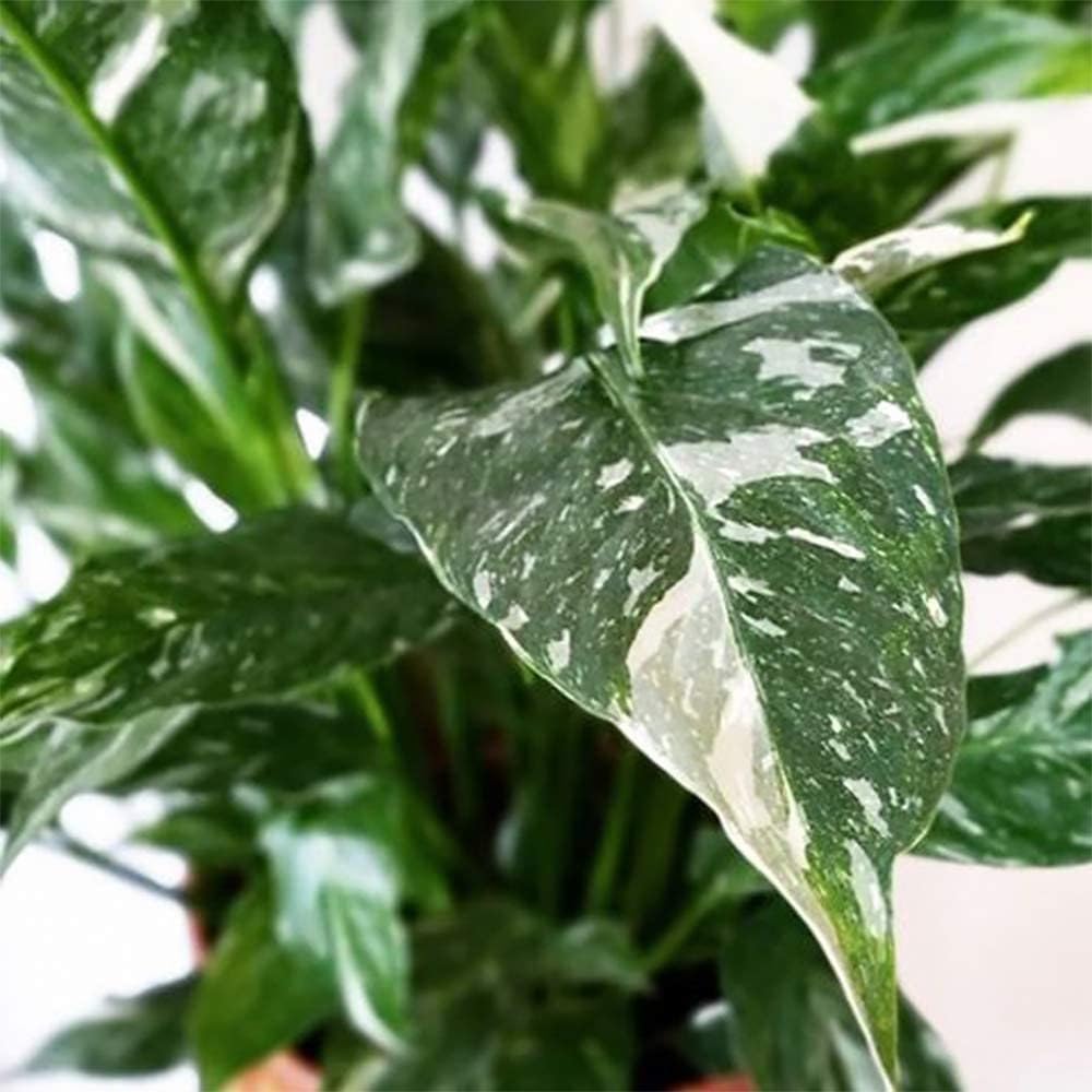 American Plant Exchange Domino decorative cover styling on tabletop demonstrating ready-to-display presentation and elegance
