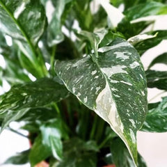 American Plant Exchange Domino decorative cover styling on tabletop demonstrating ready-to-display presentation and elegance