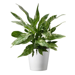 American Plant Exchange Domino front view in 6-inch pot showing variegated leaves and decorative cover for instant decor