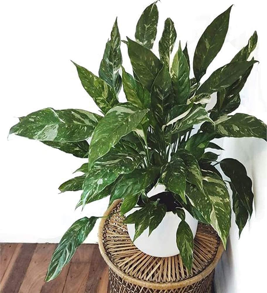 American Plant Exchange Domino placed on a living room shelf showing how it uplifts interior spaces and mood