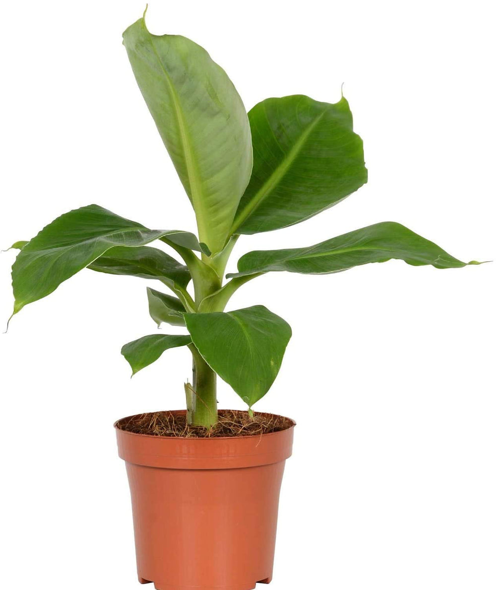 American Plant Exchange dwarf banana front view showing lush foliage and decorative impact