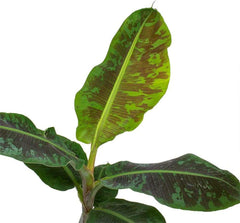 American Plant Exchange dwarf banana leaf close-up highlighting texture and healthy growth