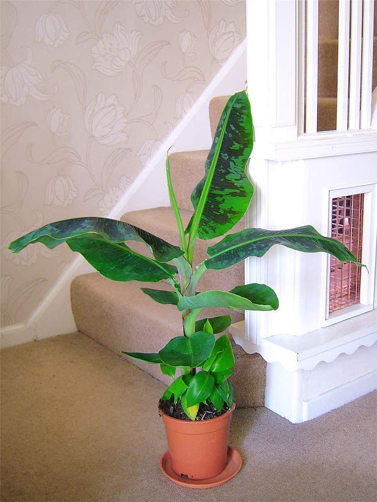 American Plant Exchange dwarf banana pot scale with ruler to show 6-inch size and fit