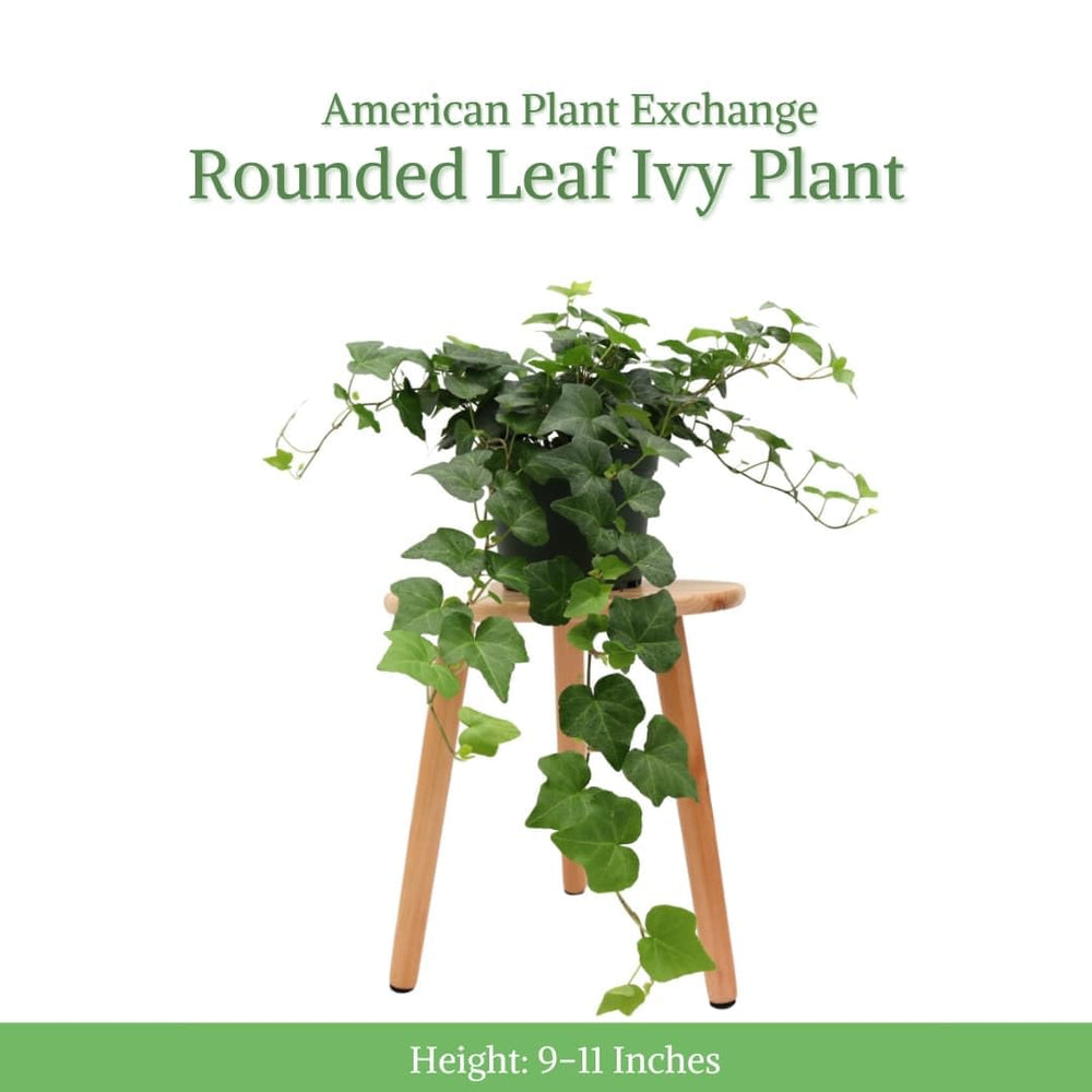 American Plant Exchange close-up of English Ivy leaf texture highlighting healthy foliage
