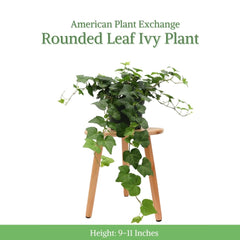American Plant Exchange close-up of English Ivy leaf texture highlighting healthy foliage