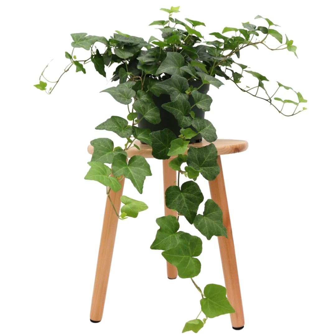 American Plant Exchange front view of English Ivy in 6-inch pot showing lush trailing vines