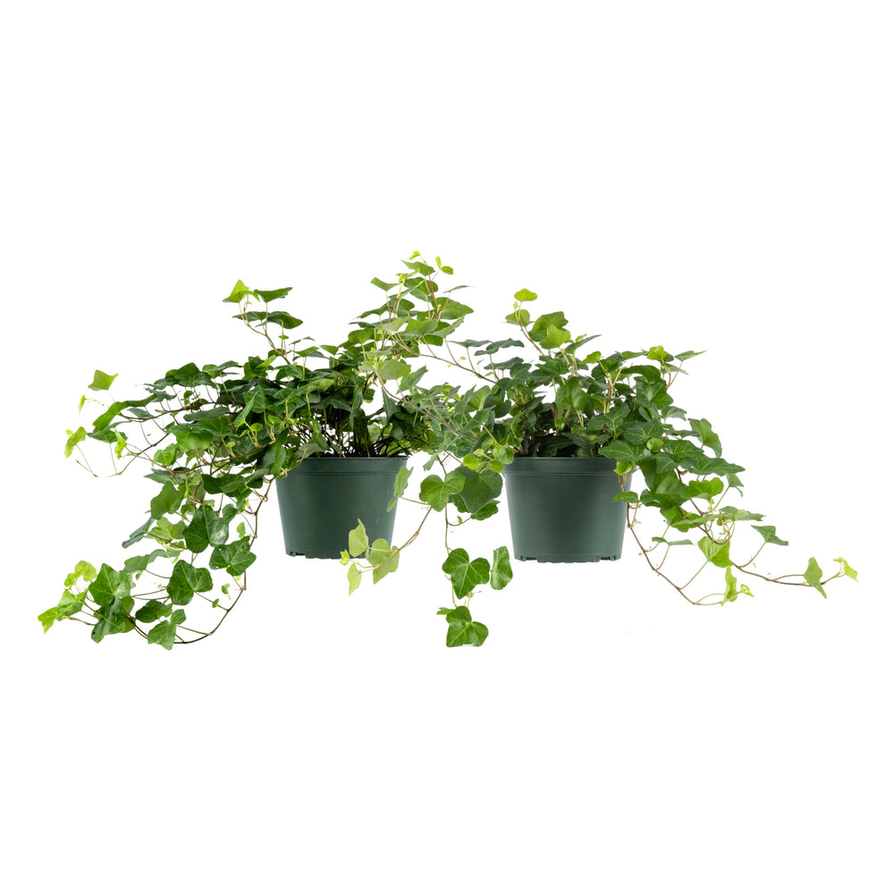 American Plant Exchange English Ivy front view in two 6-inch pots, ready to style
