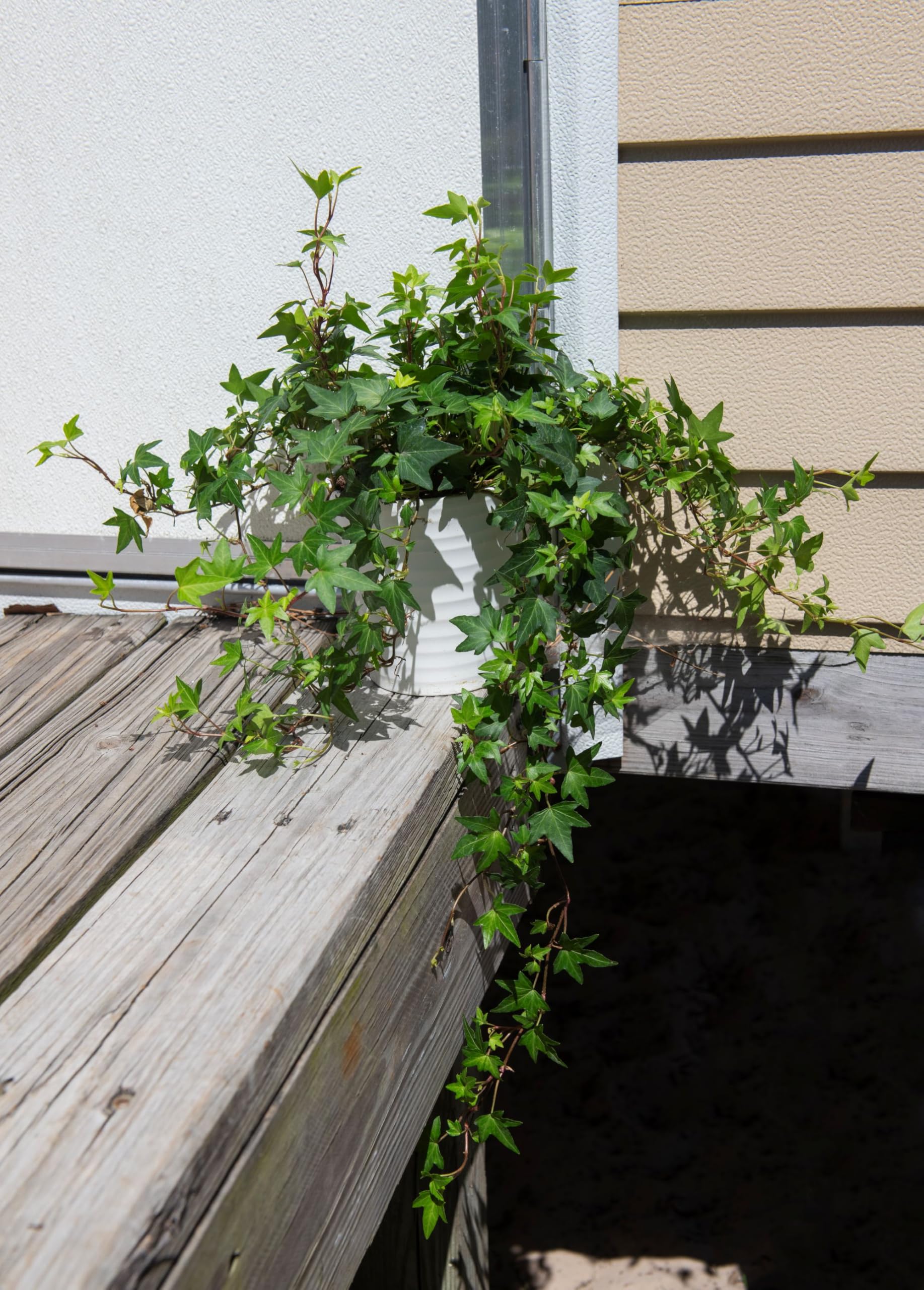 American Plant Exchange English Ivy trailing from a hanging basket on a patio, adds green privacy