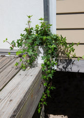 American Plant Exchange English Ivy trailing from a hanging basket on a patio, adds green privacy