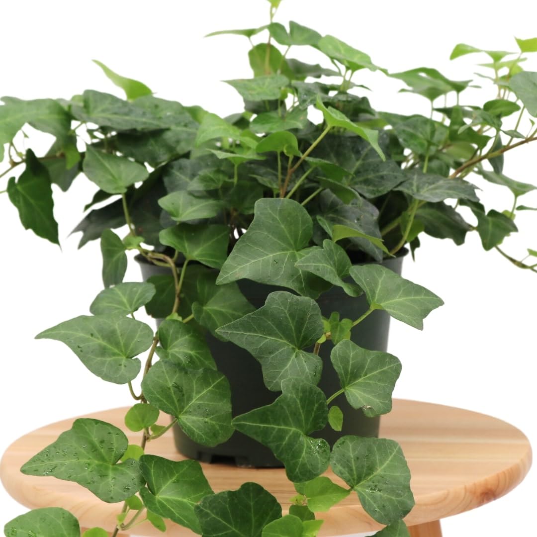 American Plant Exchange English Ivy styled in hanging basket showing space-saving benefit
