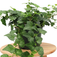 American Plant Exchange English Ivy styled in hanging basket showing space-saving benefit