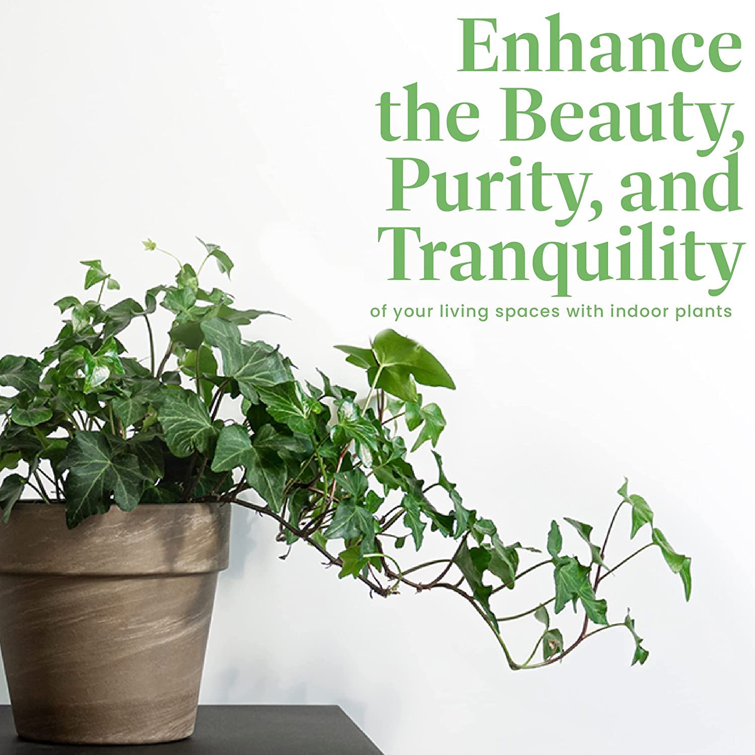 American Plant Exchange English Ivy beside ruler showing 6-inch pot scale and fit