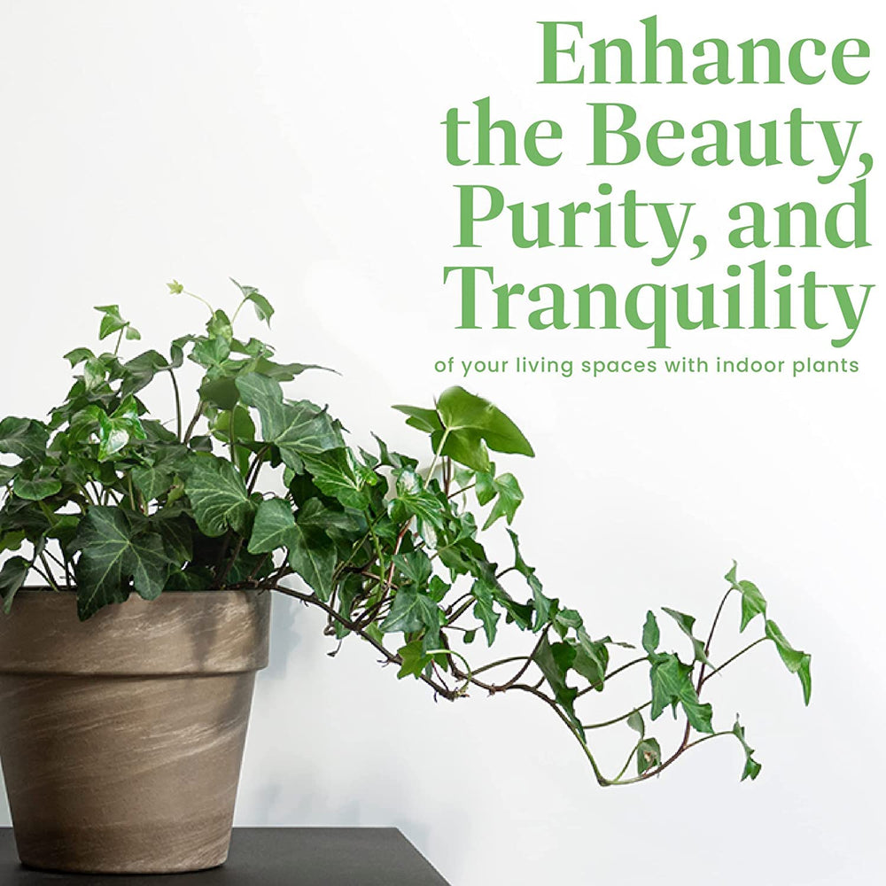 American Plant Exchange English Ivy beside ruler showing 6-inch pot scale and fit