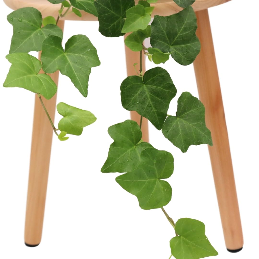 American Plant Exchange English Ivy cascading from shelf adding instant greenery and mood