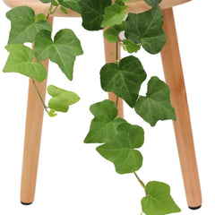 American Plant Exchange English Ivy cascading from shelf adding instant greenery and mood